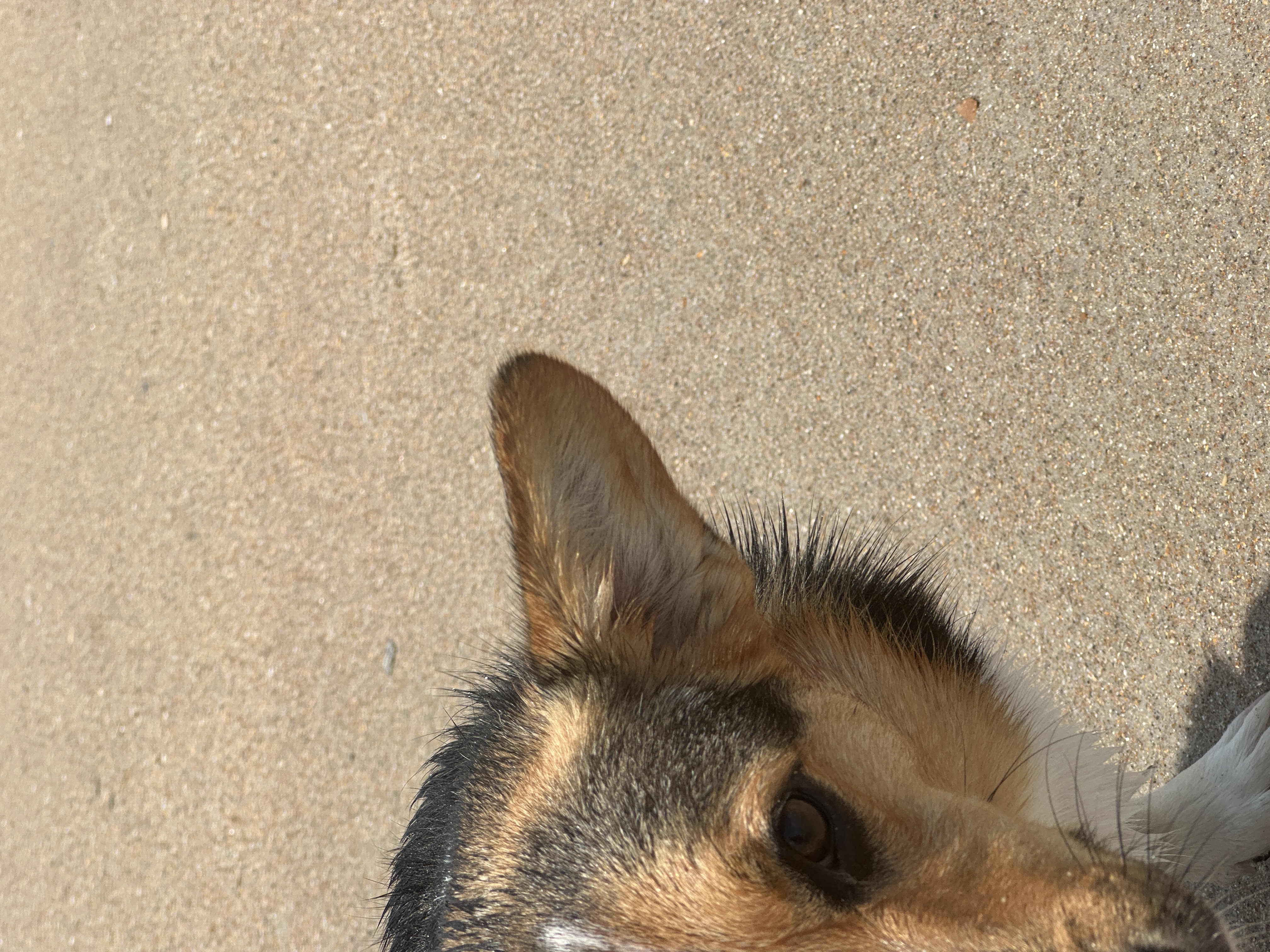 Beach Puppies